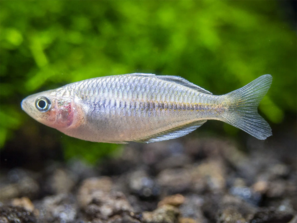 Boeseman's AKA Boesemani Rainbowfish (Melanotaenia Boesemani), Tank-bred - Image 9