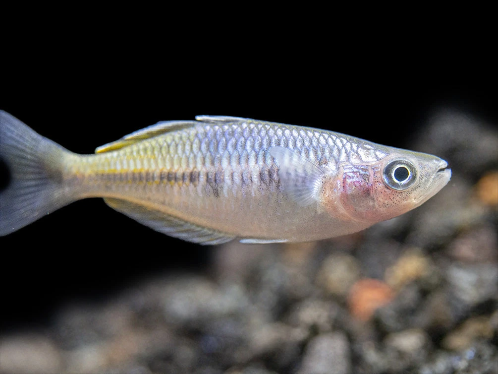 Boeseman's AKA Boesemani Rainbowfish (Melanotaenia Boesemani), Tank-bred - Image 11