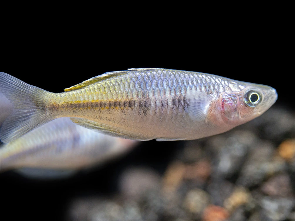 Boeseman's AKA Boesemani Rainbowfish (Melanotaenia Boesemani), Tank-bred - Image 12