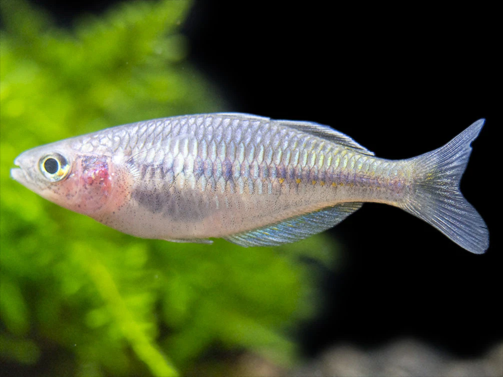 Boeseman's AKA Boesemani Rainbowfish (Melanotaenia Boesemani), Tank-bred - Image 13