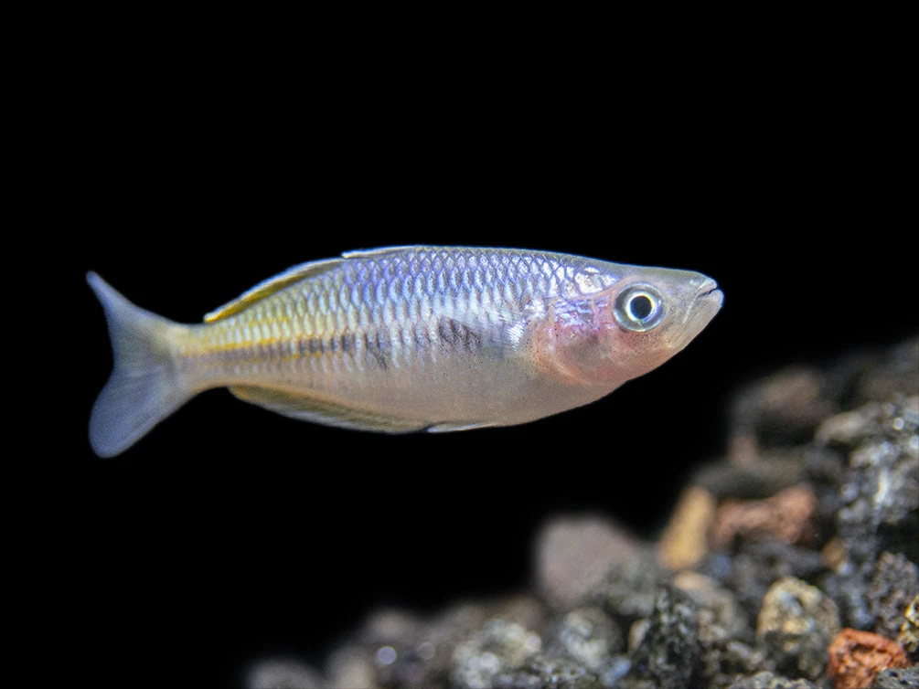 Boeseman's AKA Boesemani Rainbowfish (Melanotaenia Boesemani), Tank-bred - Image 14