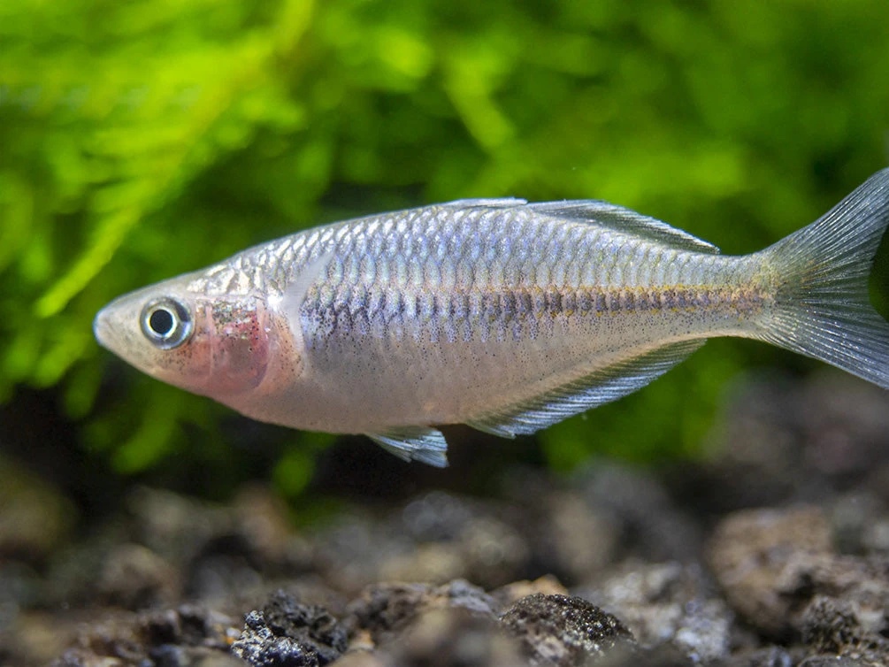 Boeseman's AKA Boesemani Rainbowfish (Melanotaenia Boesemani), Tank-bred - Image 15