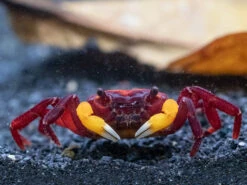 Orange Arm Borneo Crab (Lepidothelphusa Sp.)