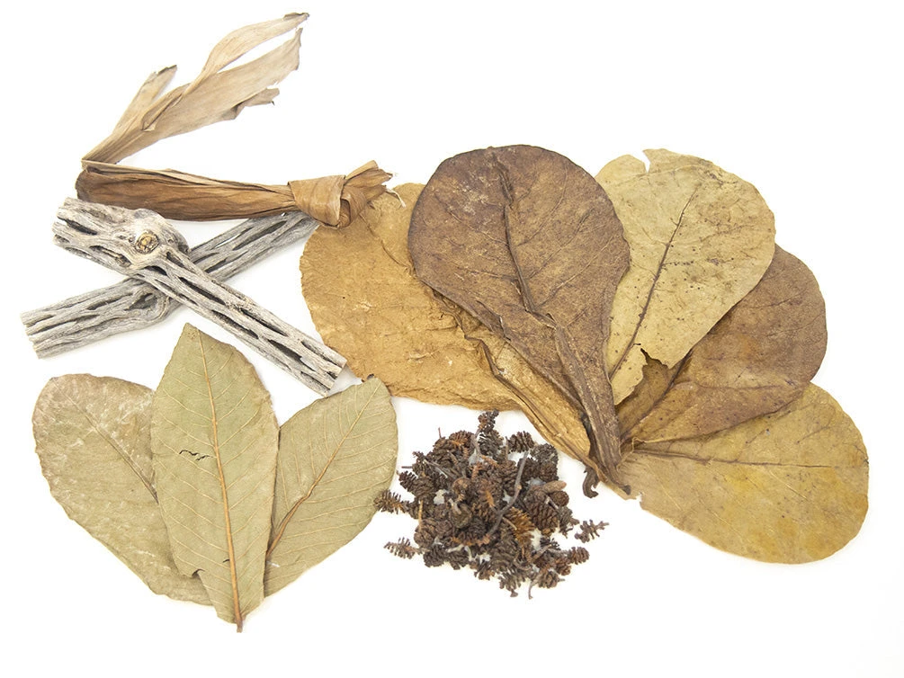 Bloody Mary Shrimp (Neocaridina Davidi), BREDBY: Aquatic Arts - Image 3