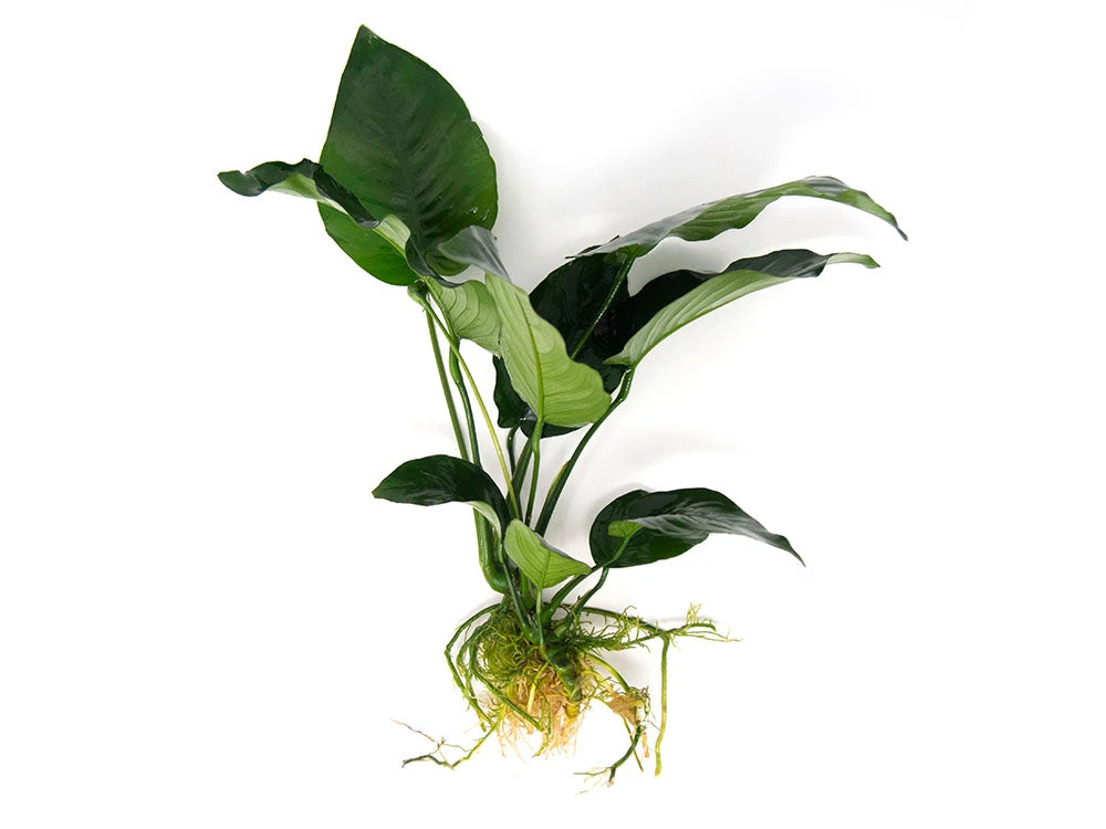 Anubias Barteri "Broad Leaf," Bare Root, GIANT Size! - Image 3