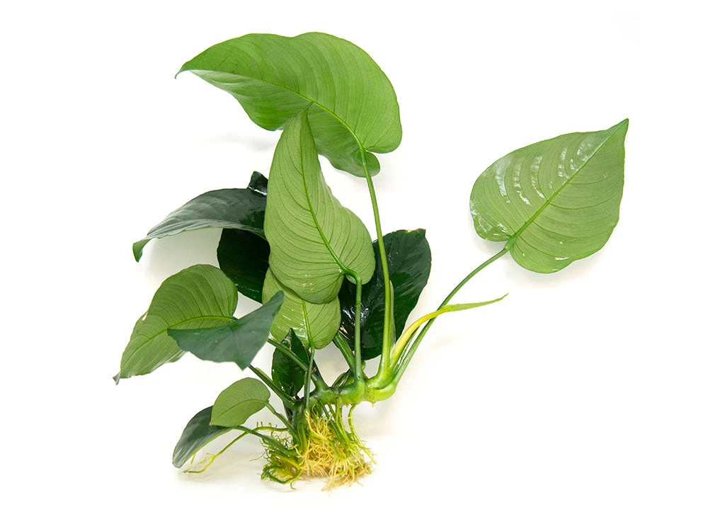 Anubias Barteri "Broad Leaf," Bare Root, GIANT Size! - Image 6