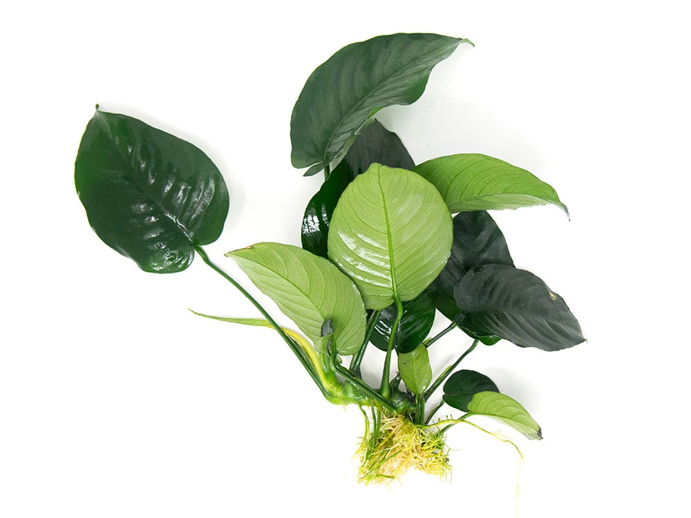 Anubias Barteri "Broad Leaf," Bare Root, GIANT Size!