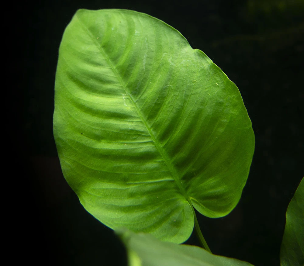 Anubias Barteri "Broad Leaf," Bare Root, GIANT Size! - Image 4