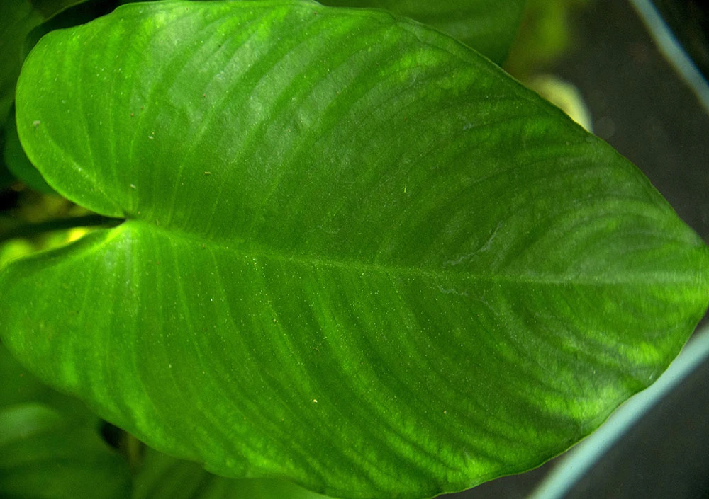 Anubias Barteri "Broad Leaf," Bare Root, GIANT Size! - Image 2
