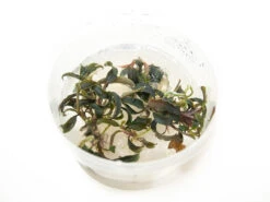 Kedakang Buce Plant (Bucephalandra Sp. "Kedakang") Tissue Culture