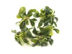 Green Buce Plant (Bucephalandra Sp.) Tissue Culture