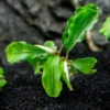 Green Wavy Buce Plant (Bucephalandra Sp. "Green Wavy")