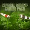 Crystal Shrimp Combo Pack, Tank-Bred