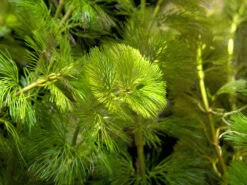 Purple / Green Cabomba (Cabomba Pulcherrima), Bunched