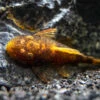 Calico Bristlenose Pleco (Ancistrus Sp.) - USA Bred!