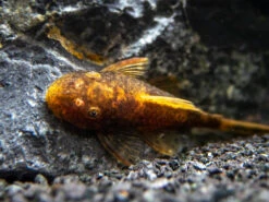 Calico Bristlenose Pleco (Ancistrus Sp.) - USA Bred!
