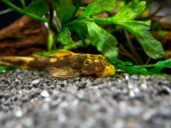 Super Red Calico Bristlenose Pleco (Ancistrus Sp.) - USA Bred!