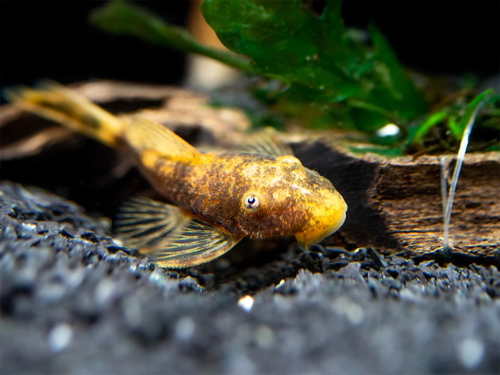 Super Red Calico Bristlenose Pleco (Ancistrus Sp.) - USA Bred! - Image 3