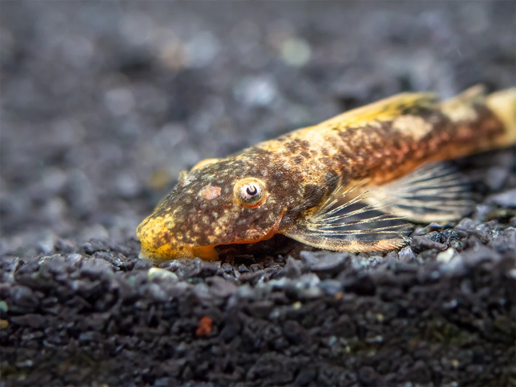 Super Red Calico Bristlenose Pleco (Ancistrus Sp.) - USA Bred! - Image 6