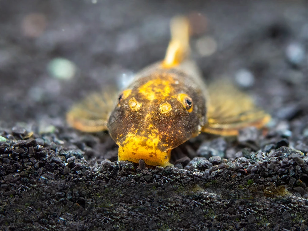 Super Red Calico Bristlenose Pleco (Ancistrus Sp.) - USA Bred! - Image 7