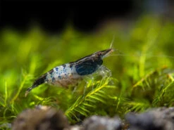 Carbon Rili Shrimp Breeder Combo Box