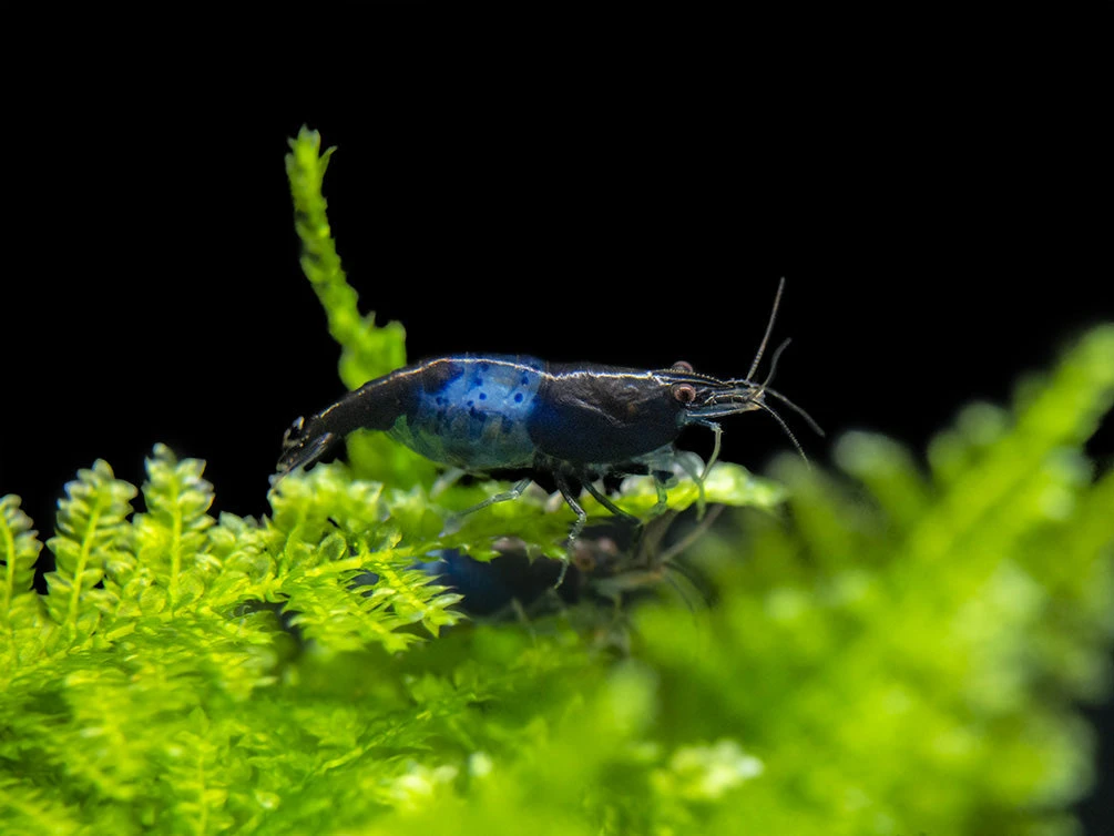 Carbon Rili Shrimp (Neocaridina Davidi), Tank-Bred - Image 6