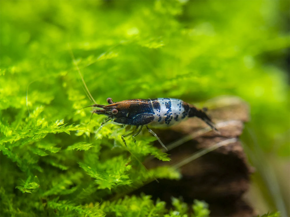 Carbon Rili Shrimp (Neocaridina Davidi), Tank-Bred - Image 8