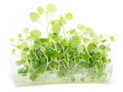 Cardinal Plant Aka Cardinal Flower (Lobelia Cardinalis) Tissue Culture