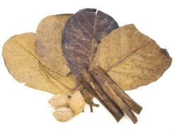 Catappa Tree Botanical Combo Pack