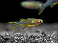Celebes Rainbowfish (Marosatherina Ladigesi), Tank-Bred