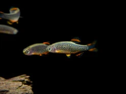 Celestial Pearl Danio AKA Galaxy Rasbora (Celestichthys Margaritatus), Tank-Bred