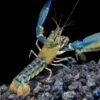 Blue Lightning Striped Crayfish (Cherax Misolicus)