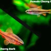 Cherry Barb (Puntius Titteya), Tank-Bred