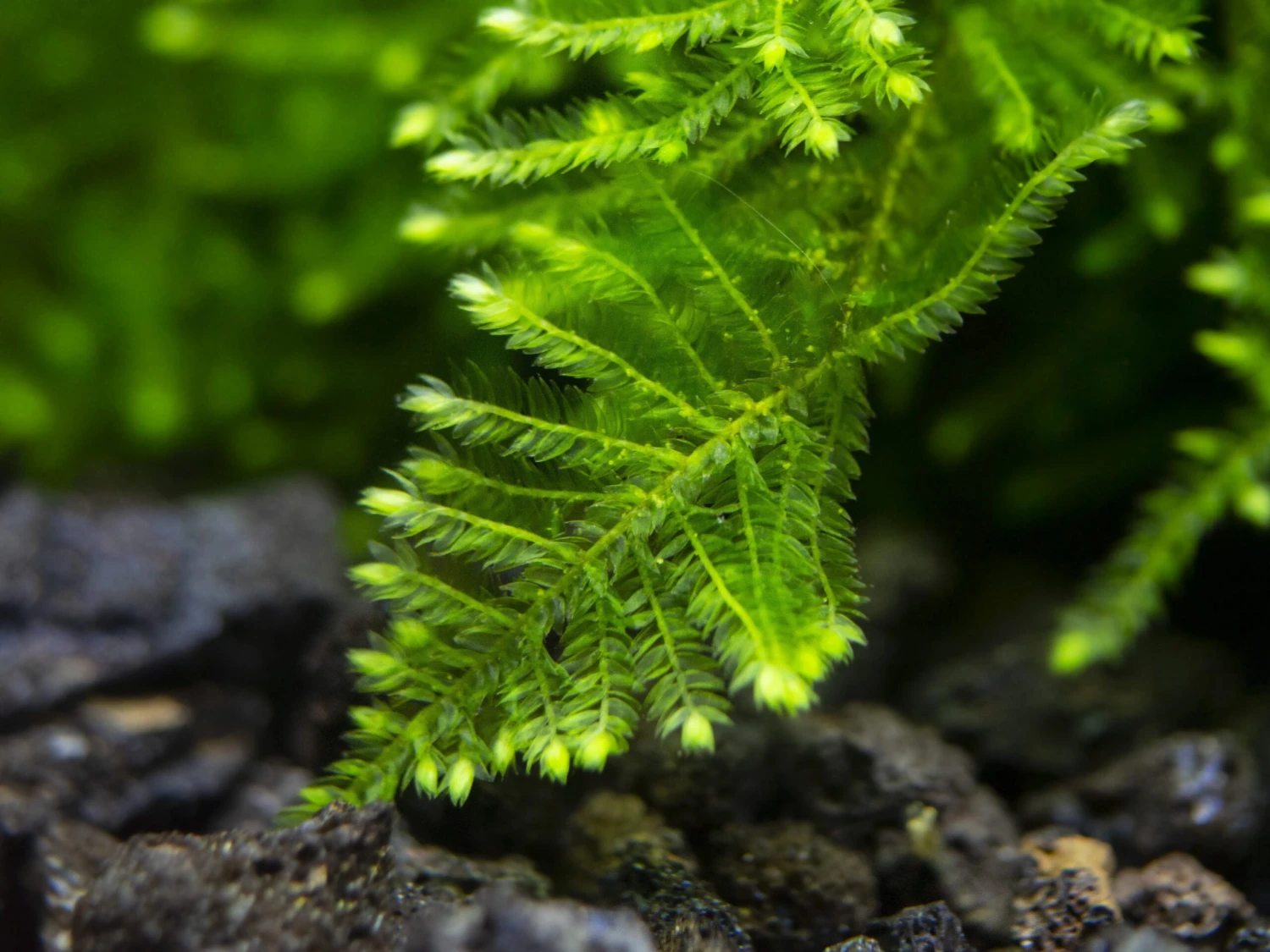 Christmas Moss Aka Xmas Moss (Vesicularia Montagnei), Loose Portion - Image 6