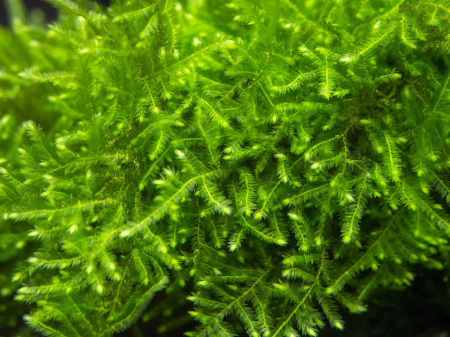 Christmas Moss Aka Xmas Moss (Vesicularia Montagnei), Loose Portion - Image 3