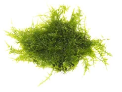 Christmas Moss Aka Xmas Moss (Vesicularia Montagnei), Loose Portion