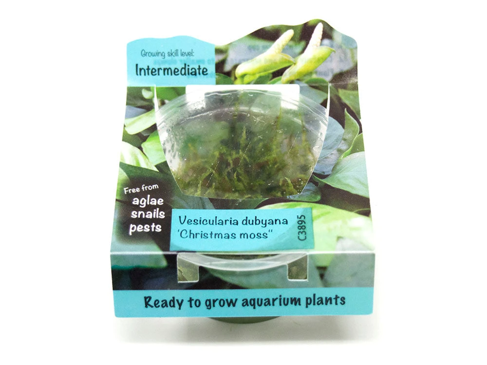 Christmas Moss AKA Xmas Moss (Vesicularia Montagnei, FKA V. Dubyna) Tissue Culture - Image 3