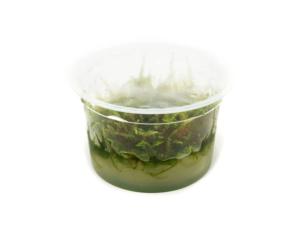 Christmas Moss AKA Xmas Moss (Vesicularia Montagnei, FKA V. Dubyna) Tissue Culture - Image 5