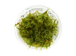 Christmas Moss AKA Xmas Moss (Vesicularia Montagnei, FKA V. Dubyna) Tissue Culture