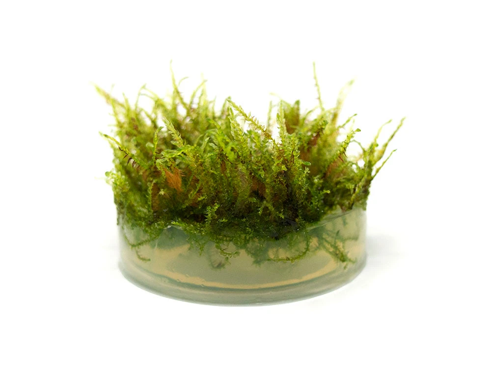 Christmas Moss AKA Xmas Moss (Vesicularia Montagnei, FKA V. Dubyna) Tissue Culture - Image 2