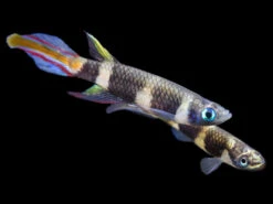 Clown Killifish AKA Rocket Killifish (Epiplatys Annulatus), Tank-Bred