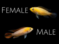 Fire Red Agassizi's Dwarf Cichlid (Apistogramma Cf. Agassizii) - TANK-BRED!!!