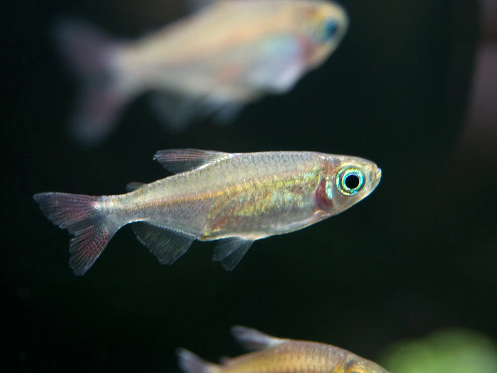 Congo Tetra (Phenacogrammus Interruptus) - Tank-Bred! - Image 2
