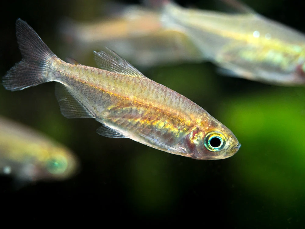 Congo Tetra (Phenacogrammus Interruptus) - Tank-Bred! - Image 3