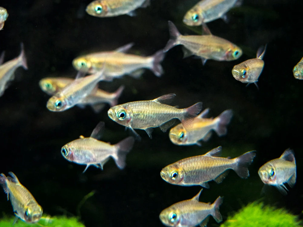 Congo Tetra (Phenacogrammus Interruptus) - Tank-Bred! - Image 5