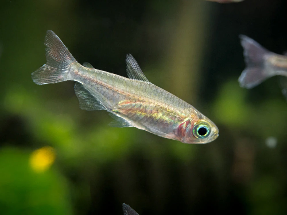 Congo Tetra (Phenacogrammus Interruptus) - Tank-Bred! - Image 6