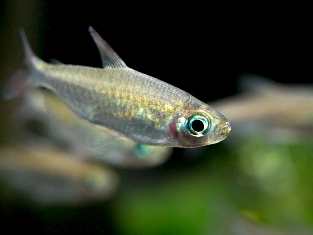 Congo Tetra (Phenacogrammus Interruptus) - Tank-Bred! - Image 7