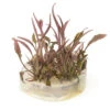 Cryptocoryne Sp. "Flamingo" Tissue Culture