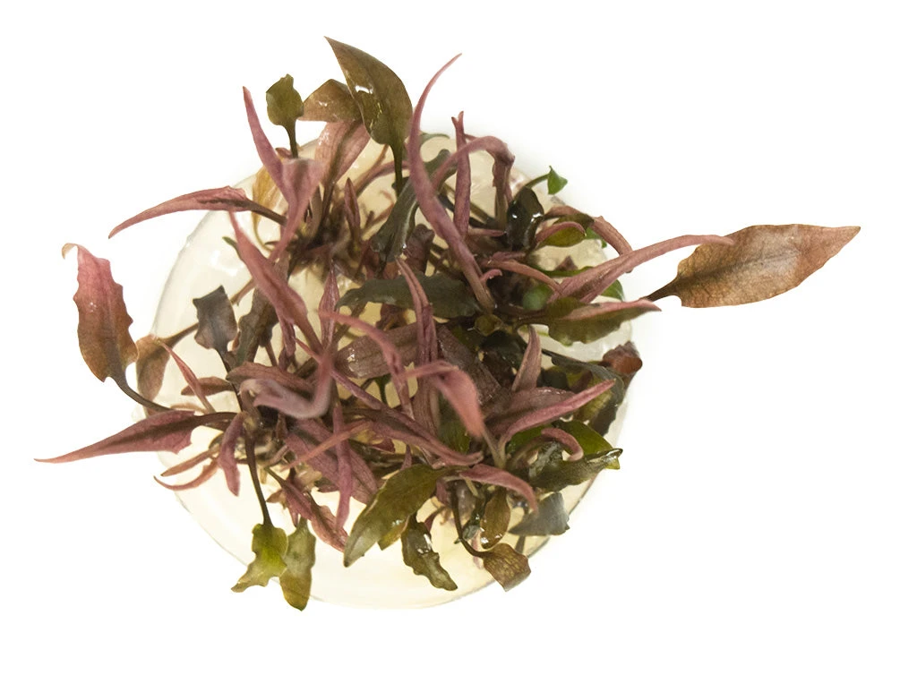 Cryptocoryne Sp. "Flamingo" Tissue Culture - Image 9