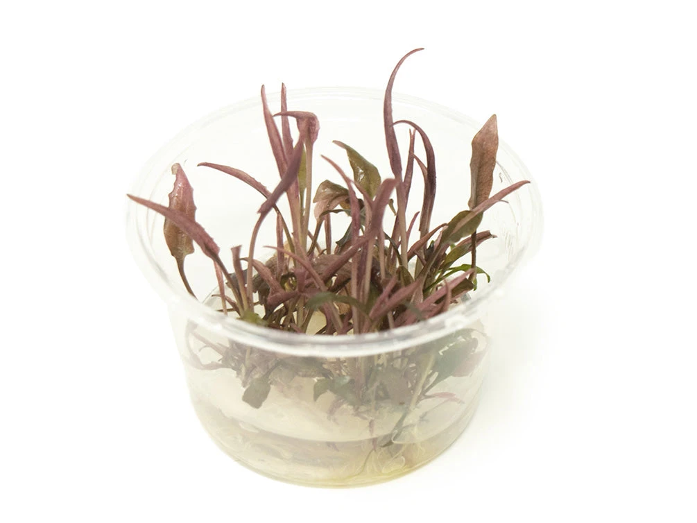 Cryptocoryne Sp. "Flamingo" Tissue Culture - Image 3